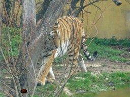 Tiergarten Schönbrunn am 12.03.2025